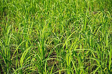 第一人称单人RPG《金帐汗国》将采用虚幻5引擎